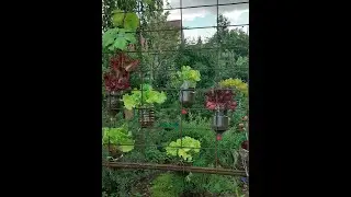 Вертикальный огород для салата