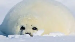 smiling critters || animation meme