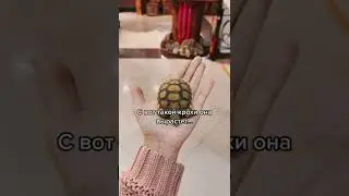 Черепашка или собака? Почему? 