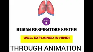 Animation of respiration (श्वसन क्रिया)/ respiratory system /explained in Hindi/NEET/Breathing/Lungs