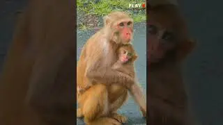 baby monkey with his family🐒#shorts #wildlife#monkey #animals #photography #creative#youtubeshorts
