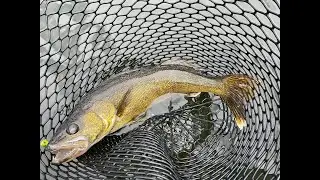 Fishing Gullrock Lake for Canadian Walleye