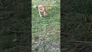 nah that's a dg (not mine)