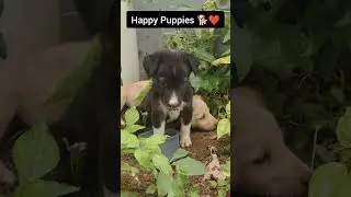 Our Happy Puppies playing in garden #puppy #dogshorts  #doglover #janasena #pawankalyan