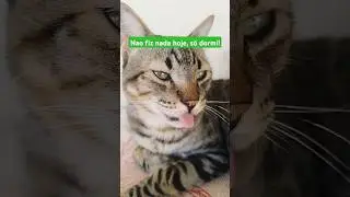 Fiz nada disso! só dormi hoje! 😲🤣 #felinoslindos #gatinhos #cat #gatos #pets #felinos #amamosgatos