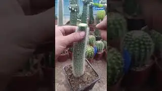 размножение кактусов | Саженцы и семена по суперпредложениям ссылка в описании