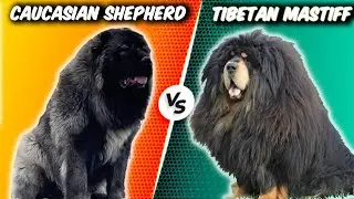 Caucasian Shepherd Dog VS Tibetian Mastiff-Comparison