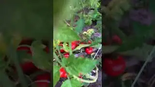 Томат«Корого»высокая урожайность!