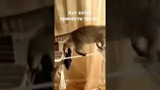 кот хотел принести трусы #рек