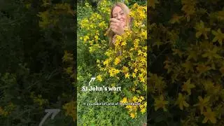 🌼 How to identify St John’s wort 🌼 (Hypericum perforatum) #foraging #plantmedicine #wildflowers