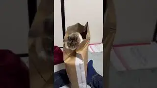komik videolar