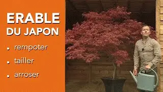 Comment cultiver un ERABLE DU JAPON ? - ACER PALMATUM - Chroniqueur jardin Franck PROST