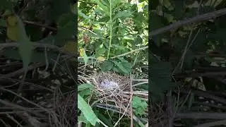 Mourning Dove