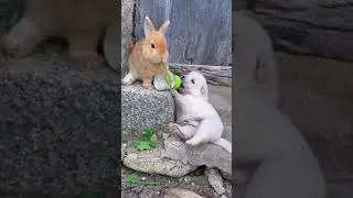 Rabbit Bunny🐰🐰 and Dog🐕🐶 Puppy🐶 are friends👭 | முயல்குட்டி🐰🐰 மற்றும் 🐕🐶 நாய்க்குட்டியும்🐶 நண்பர்கள்👭