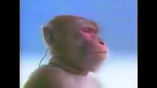 белка.mp4