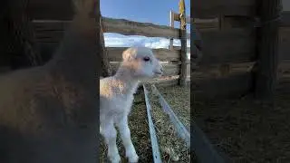 Where is Vasya? / Где Вася?