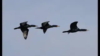 Toronto Island Park Cormorant Update