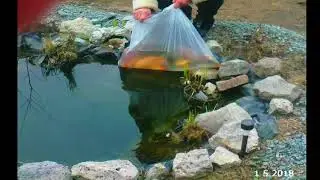 КАРПЫ КОИ