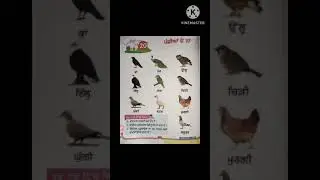 trending shorts #birds name #panchhiya de name Punjabi vich with pictures  #viralyoutubeshorts