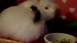 Nyla