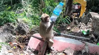 Amazing! Clever Monkey Drinks Water from a Bottle Like a Pro!