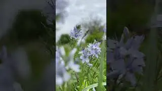 #garden #рослини #села #природа    Багаторічник вероніка широколиста