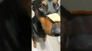 Doberman time #shorts #puppy