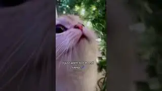 What Cats Want for Christmas - Cat Music - Funny video 
