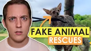 YouTube's Fake Animal Rescue Channels