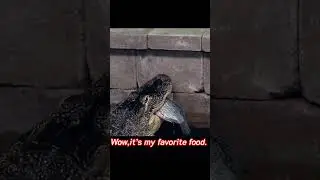 Wow,it’s my favorite food.short|shorts