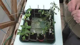 088-Planting Seedlings In The Greenhouse-25th April 2024