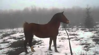 Рута на корде. Фыркающий араб))