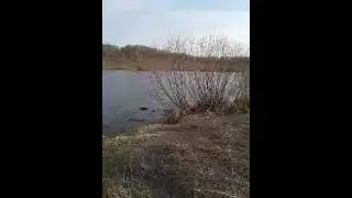 Будущий летний водопой для КРС.   Видео-2.