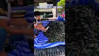 The Truck Selling Lots of Mussels | Thai Street Food