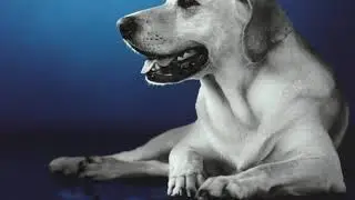 Ceva