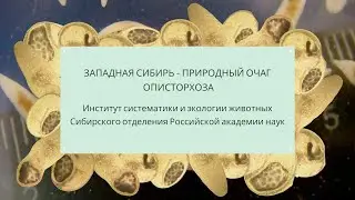 Западная Сибирь - природный очаг описторхоза (ИСиЭЖ СО РАН)