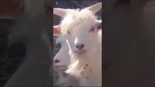 bigo yangi bigochi