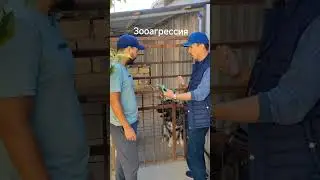 Dog behavior correction. Almaty +77075299363 WhatsApp. Murat.
