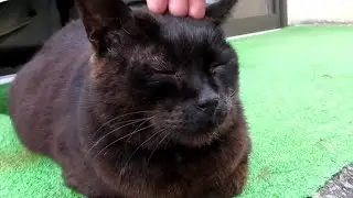 [野良猫]おててないないの状態で寛ぐ黒猫が可愛すぎる！[straycat]The black cat relaxing in a state of no ote is too cute!