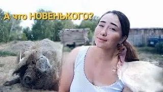 Новый НАВЕС, новая ИНКУБАЦИЯ, старая ПЛЮШКА - главные новости недели