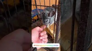 В 2020г., я привёз детям шиншилл. За 4 года терапии, - очень положительная динамика!