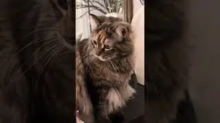 My cat does not like my new branches and she lets me know by trying to eat them