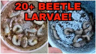 BUG UNBOXING: 2 New Beetle Species!