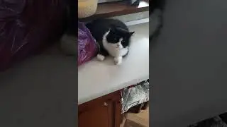 где мясо там и Боня