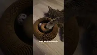Let's check it out! A cardboard cat toy with a ball 