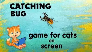 Bug insect! Entertainment game on screen for cats