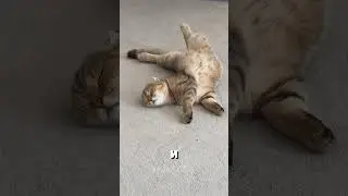 Do cats always land on their feet?