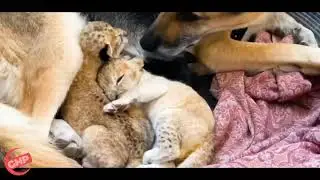 Extraordinary moment dog helps to feed little lion cubs | Video