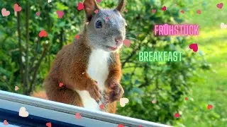 Chilled Breakfast With Cute Squirrels