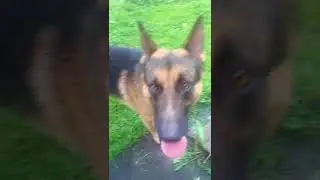 Собака скучает по хозяйке